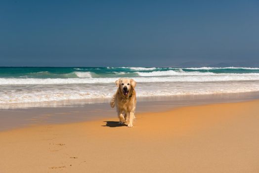 Labrador retriever on the virgin beaches on the island of Fuerteventura. Cofete beach on the island of Fuerteventura, Spain.