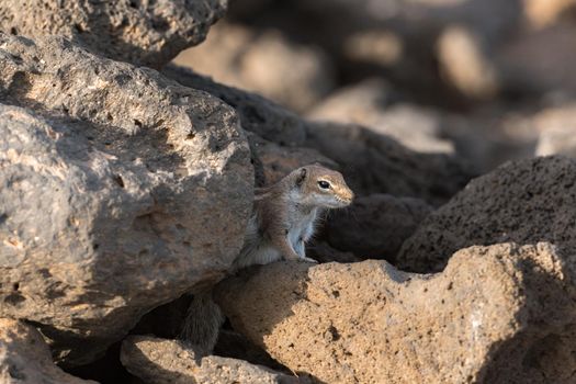 Cute little African ground squirrel on a background of stones in Fuerteventura, Spain.