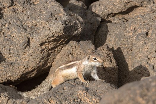 Cute little African ground squirrel on a background of stones in Fuerteventura, Spain.