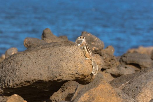Cute little African ground squirrel on a background of stones in Fuerteventura, Spain.