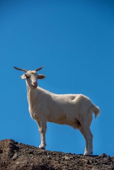 Typical Fuerteventura goats on the Fuerteventura Nature Trail GR 131 from Corralejo to Morro Jable in summer 2020.