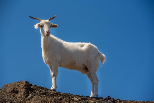 Typical Fuerteventura goats on the Fuerteventura Nature Trail GR 131 from Corralejo to Morro Jable in summer 2020.