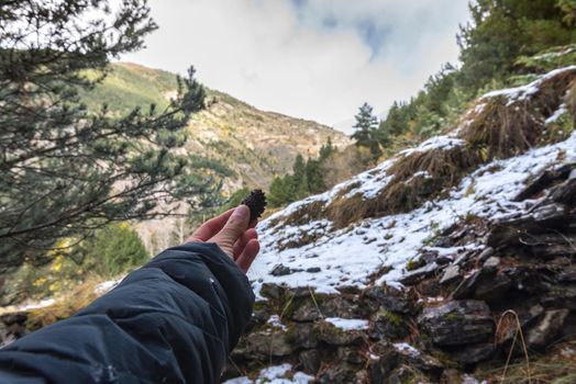 Young man with pine in the mountains.