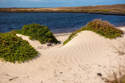 Dunes on the Fuerteventura Nature Trail GR 131 from Corralejo to Morro Jable in summer 2020.