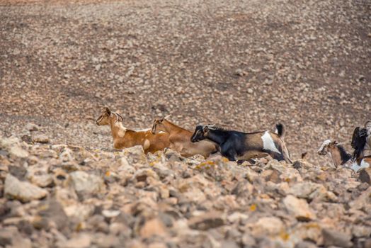 Typical Fuerteventura goats on the Fuerteventura Nature Trail GR 131 from Corralejo to Morro Jable in summer 2020.
