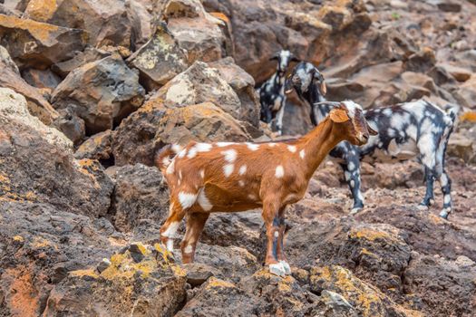 Typical Fuerteventura goats on the Fuerteventura Nature Trail GR 131 from Corralejo to Morro Jable in summer 2020.
