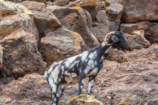 Typical Fuerteventura goats on the Fuerteventura Nature Trail GR 131 from Corralejo to Morro Jable in summer 2020.