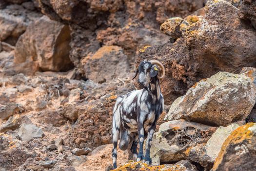 Typical Fuerteventura goats on the Fuerteventura Nature Trail GR 131 from Corralejo to Morro Jable in summer 2020.