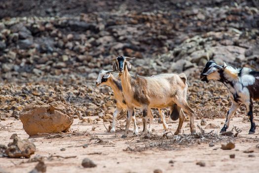 Typical Fuerteventura goats on the Fuerteventura Nature Trail GR 131 from Corralejo to Morro Jable in summer 2020.