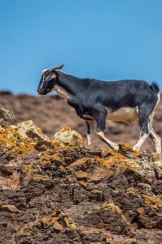 Typical Fuerteventura goats on the Fuerteventura Nature Trail GR 131 from Corralejo to Morro Jable in summer 2020.