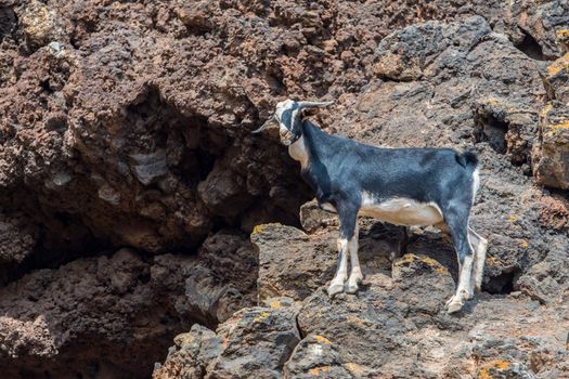 Typical Fuerteventura goats on the Fuerteventura Nature Trail GR 131 from Corralejo to Morro Jable in summer 2020.