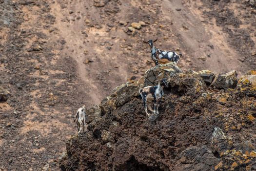 Typical Fuerteventura goats on the Fuerteventura Nature Trail GR 131 from Corralejo to Morro Jable in summer 2020.