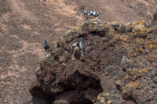 Typical Fuerteventura goats on the Fuerteventura Nature Trail GR 131 from Corralejo to Morro Jable in summer 2020.