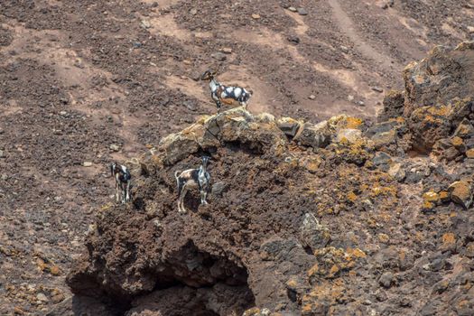 Typical Fuerteventura goats on the Fuerteventura Nature Trail GR 131 from Corralejo to Morro Jable in summer 2020.