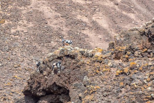 Typical Fuerteventura goats on the Fuerteventura Nature Trail GR 131 from Corralejo to Morro Jable in summer 2020.