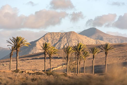Palms in the Los Molinos beach in Fuerteventura, Canary Islands in summer 2020.