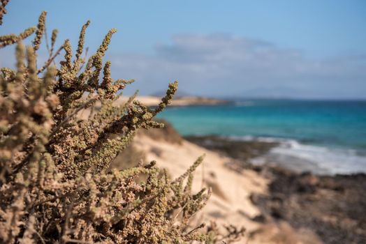 Dunas de Corralejo Natural Park in Fuerteventura, Spain in the fall of 2020.