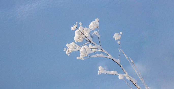 A frozen plant in a field. Inflorescence umbellate in the snow.