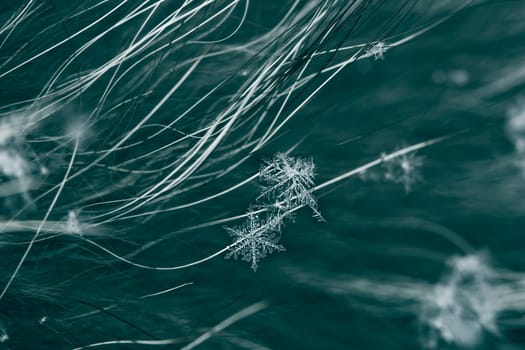 Snowflakes lie on long natural fur, fur fibers are visible.Real snowflakes macro, soft focus, selective focus, bokeh, blurred.