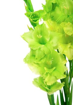 beautiful gladiolus flowers isolated on white background