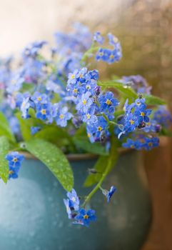 Blue forget-me-nots on a wooden table