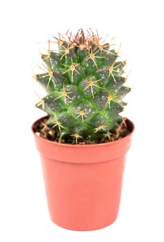 close up of small cactus houseplant in pot on white background
