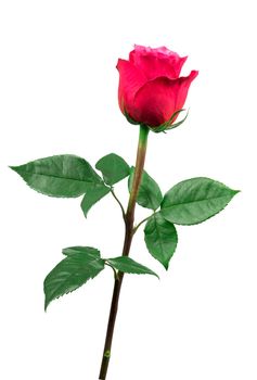 isolated pink rose flower on a white background