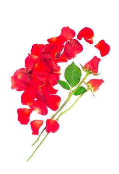 Red rose petals isolated over the white background.