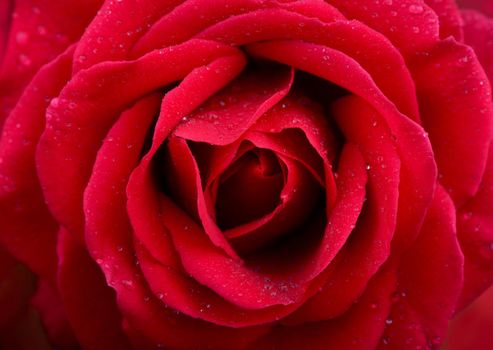 A close up macro shot of a red rose flower