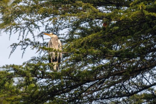 gray heron perched on a pine in the cityin winter time