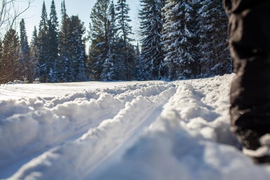 A walk through the winter forest. Snow trees and a cross-country ski trail. Beautiful and unusual roads and forest trails. Beautiful winter landscape.