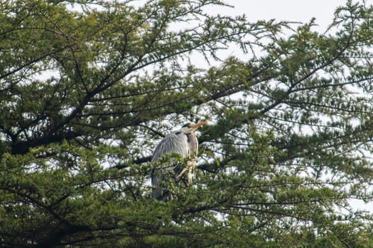 gray heron perched on a pine in the cityin winter time