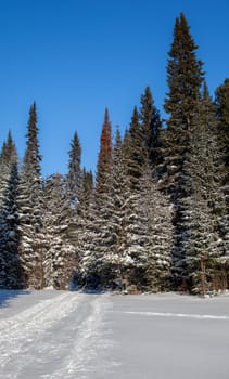 A walk through the winter forest. Snow trees and a cross-country ski trail. Beautiful and unusual roads and forest trails. Beautiful winter landscape.