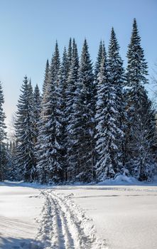 A walk through the winter forest. Snow trees and a cross-country ski trail. Beautiful and unusual roads and forest trails. Beautiful winter landscape.