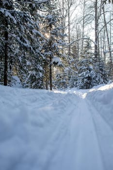 A walk through the winter forest. Snow trees and a cross-country ski trail. Beautiful and unusual roads and forest trails. Beautiful winter landscape.