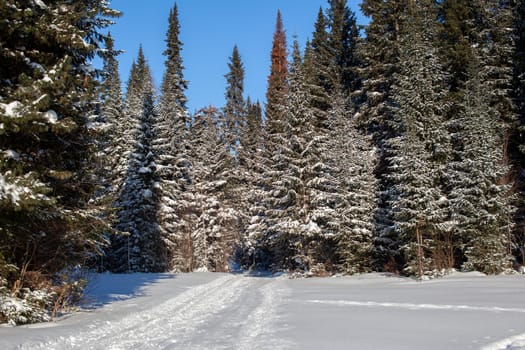 A walk through the winter forest. Snow trees and a cross-country ski trail. Beautiful and unusual roads and forest trails. Beautiful winter landscape.