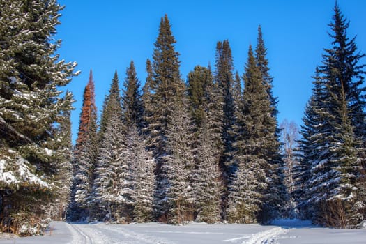 A walk through the winter forest. Snow trees and a cross-country ski trail. Beautiful and unusual roads and forest trails. Beautiful winter landscape.