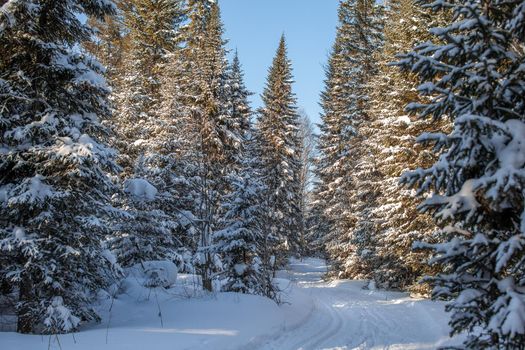 A walk through the winter forest. Snow trees and a cross-country ski trail. Beautiful and unusual roads and forest trails. Beautiful winter landscape.