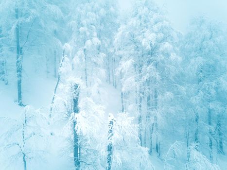 Beautiful winter landscape with forest in Caucasus mountains, Sochi, Russia, trees covered with snow frost, foggy morning