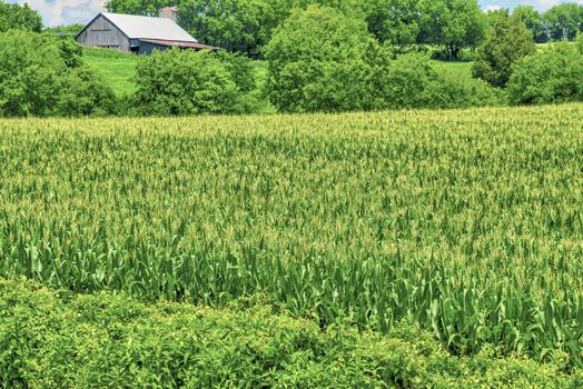 Horizontal shot of a beautiful green field of corn growing in Tennessee.