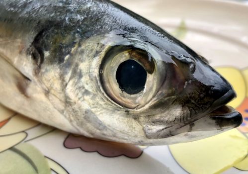 Closeup view of the head of the lady fish kept in a plate for sale in the market