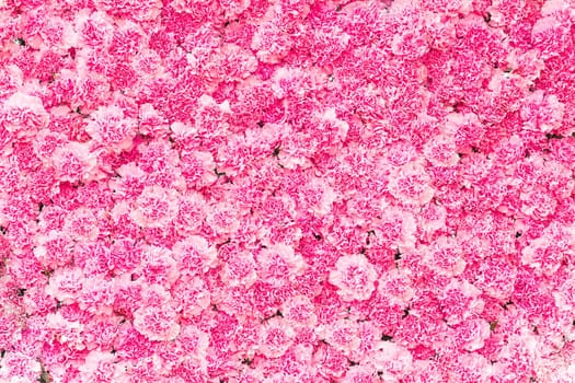 Beautiful Pink carnation flower,Pink flower background of carnation flower