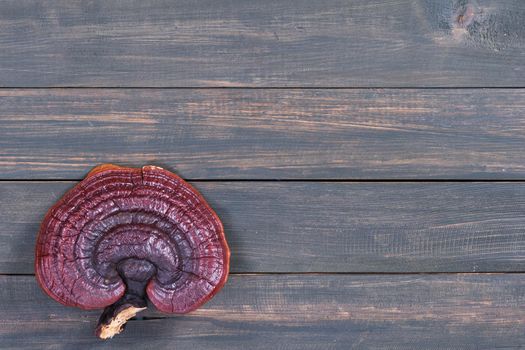 Close up of Ling zhi mushroom, Ganoderma lucidum mushroom on wood table