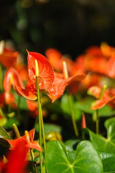 Orange Anthurium flower or flamingo flower blossom with green leaves in the garden