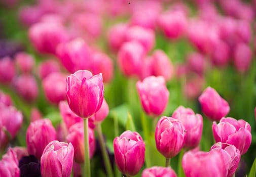 Close up Pink tulips flowers blooming in spring garden