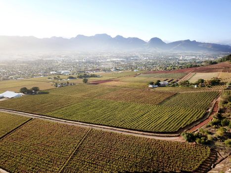 Aerial over a vineyard and small town, South Africa