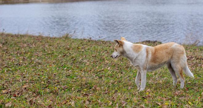 A stray abandoned dog with very sad and intelligent eyes. The dog runs around the park next to people.