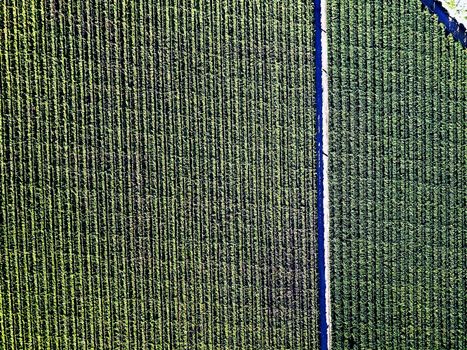 Aerial over rows of vines