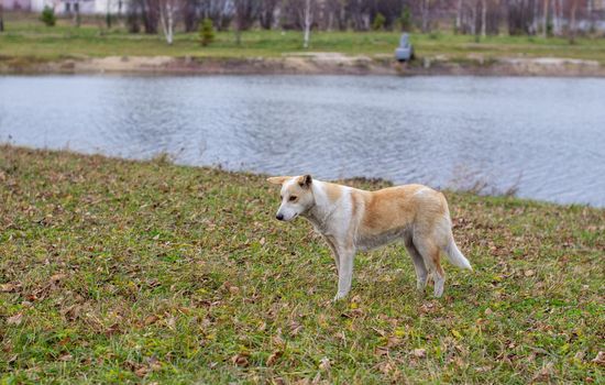 A stray abandoned dog with very sad and intelligent eyes. The dog runs around the park next to people.