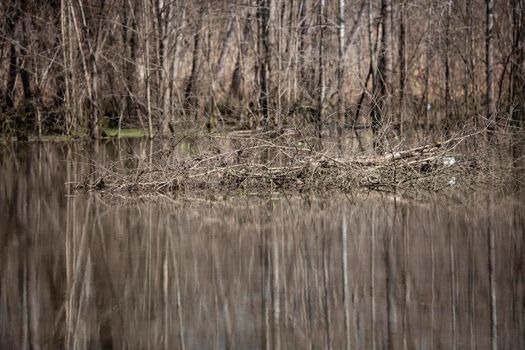 Tree lined shore behind a partial dam built in swamp